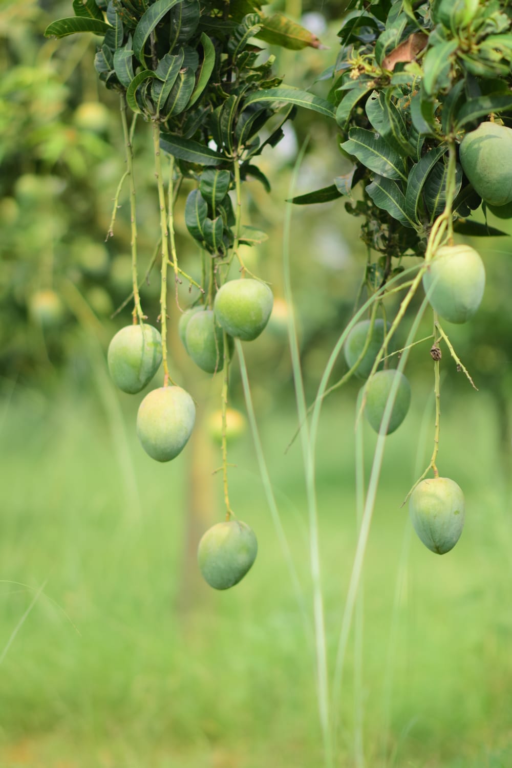 বারি  -4 - Image 3