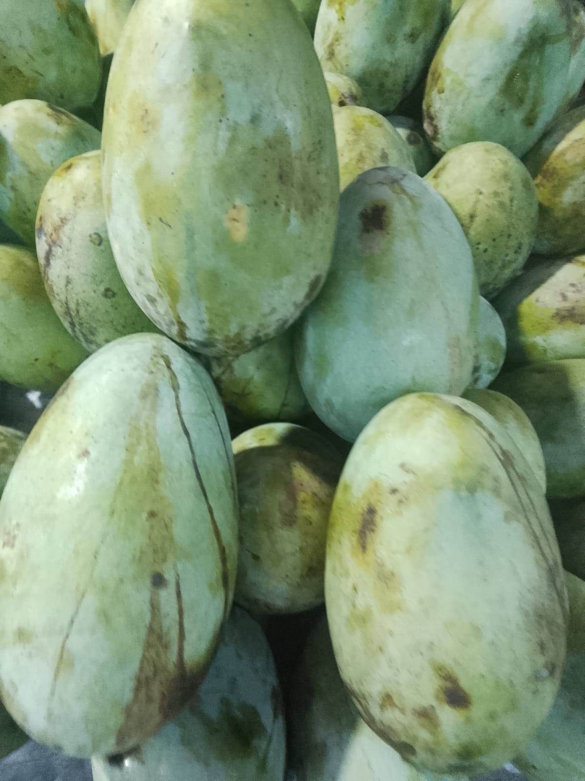 ফজলি