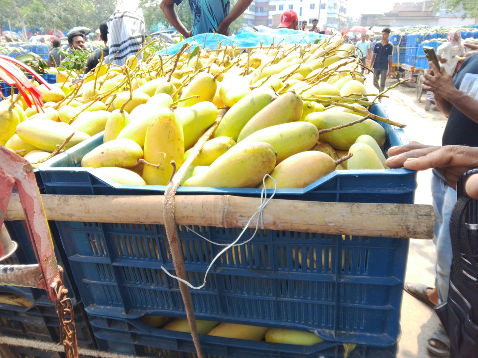 বেনা না ম্যাংগো