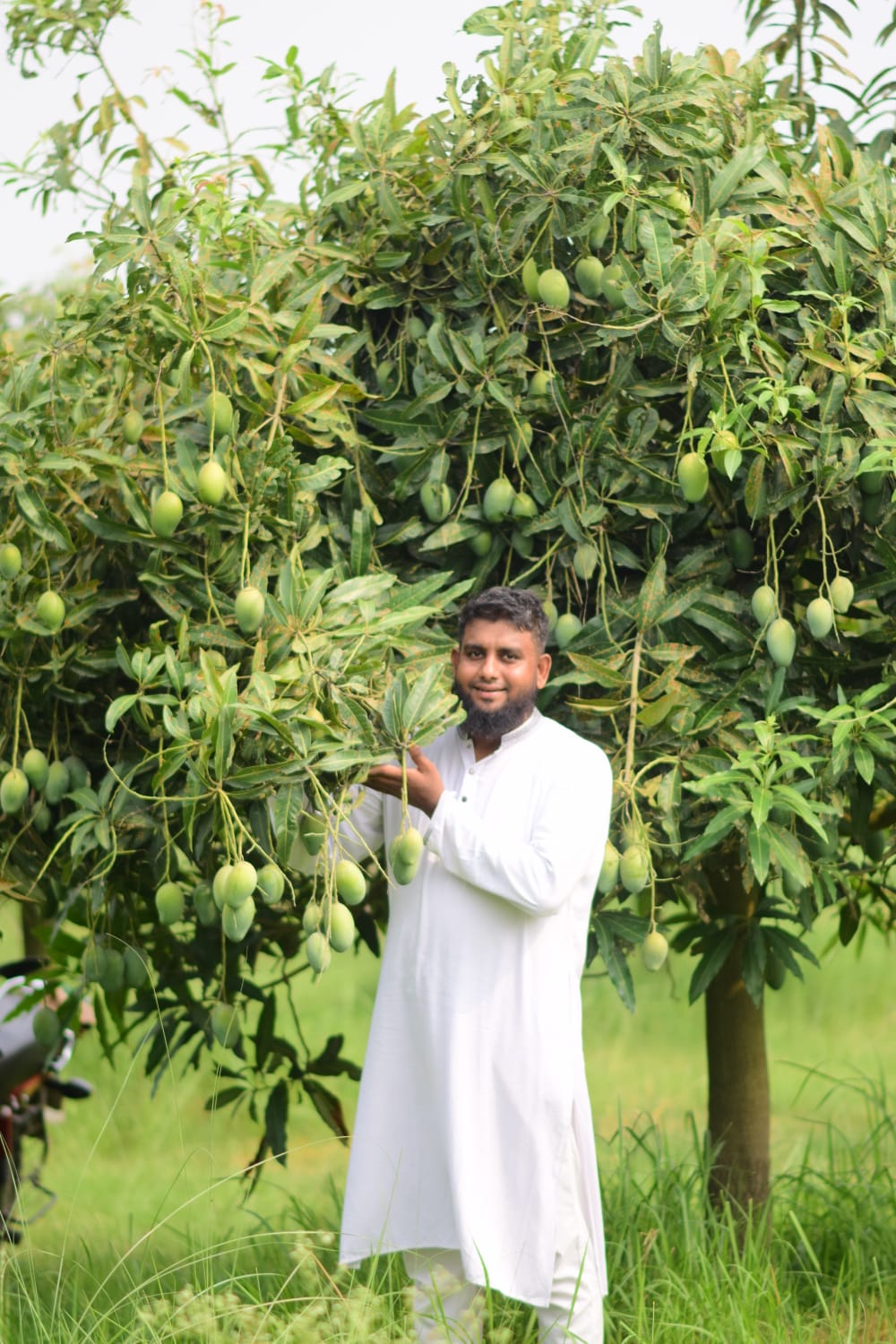 বেনা না ম্যাংগো - Image 3